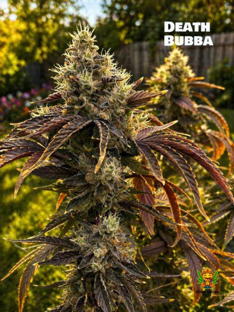 Death Bubba