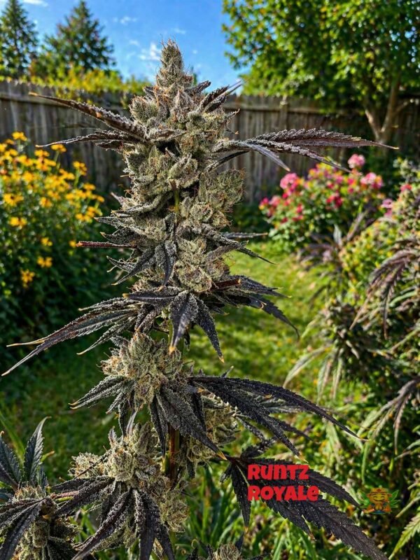 Runtz Royale - Teen - Image 2