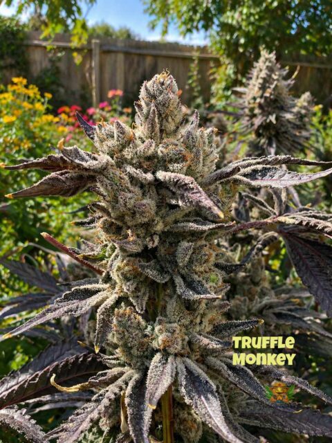 Truffle Monkey