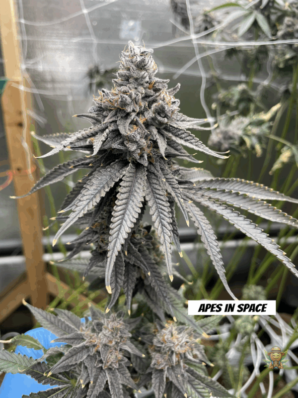 Apes in Space - Image 4