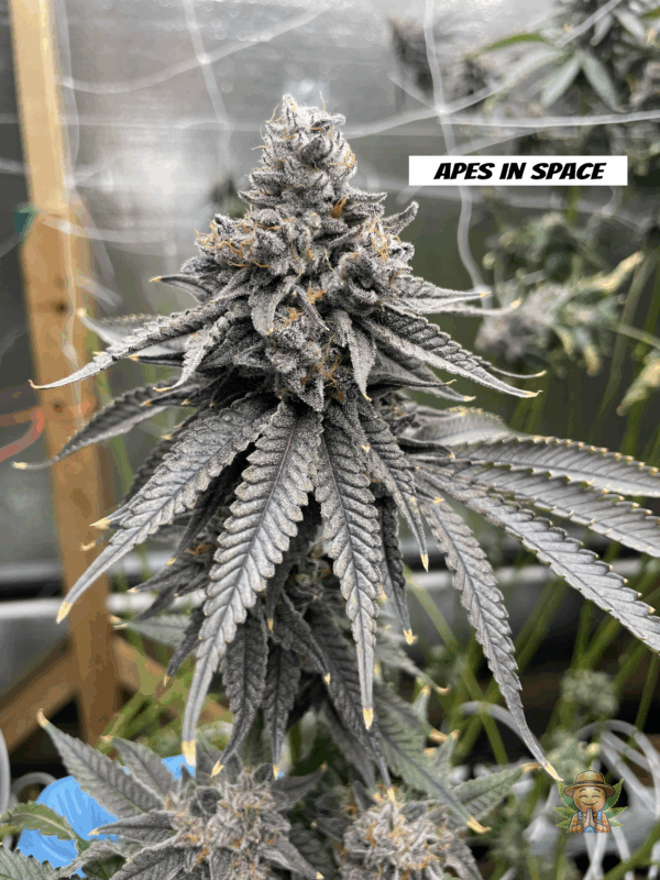 Apes in Space - Image 3