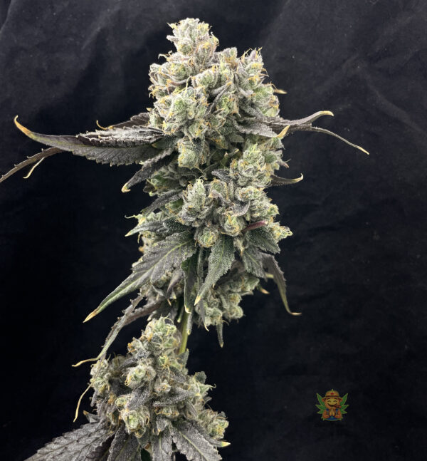 Chocolatina - Image 4