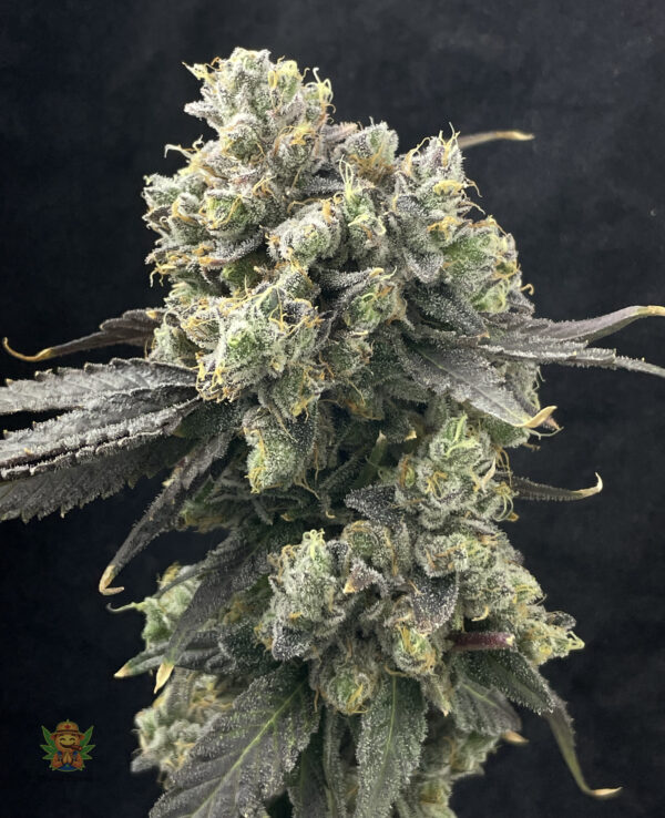 Chocolatina - Image 3