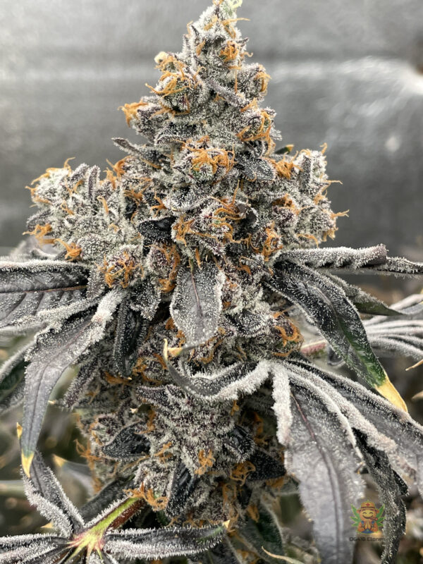 Coffee Cake - Image 3