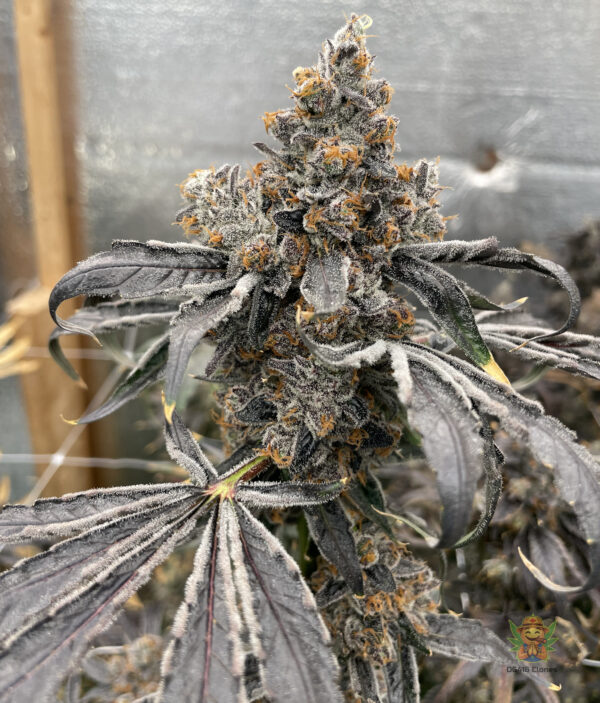 Coffee Cake - Image 4