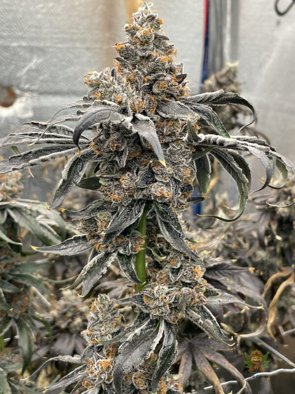 Coffee Cake - Image 5