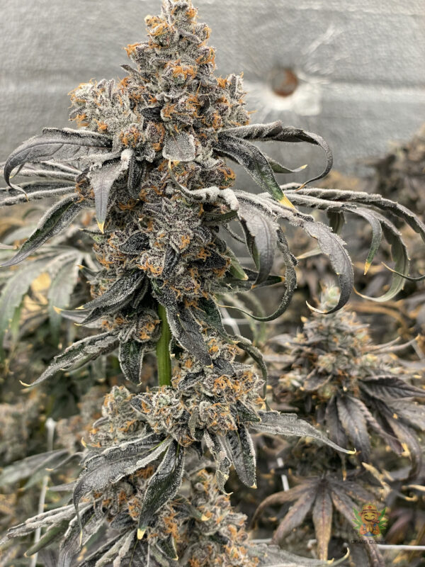 Coffee Cake - Image 2