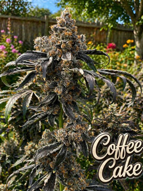 Coffee Cake