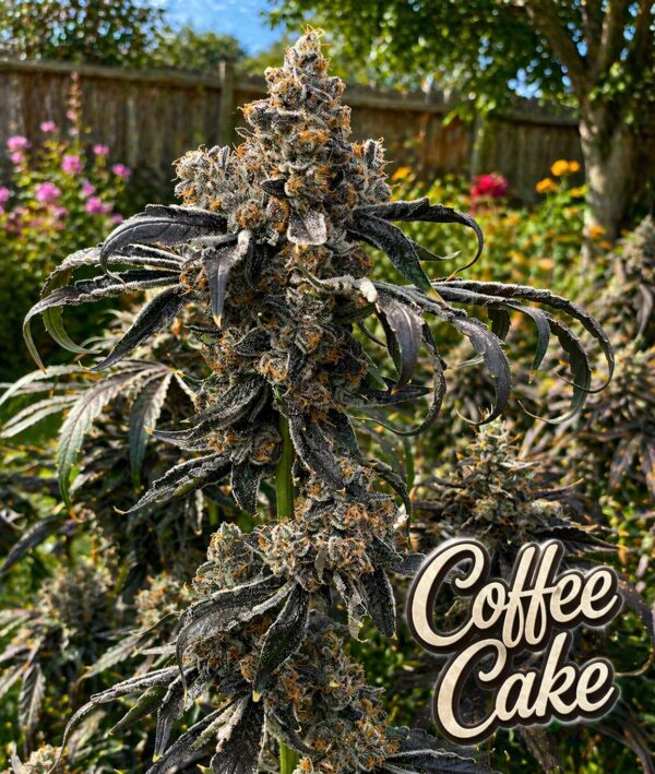 Coffee Cake  - Teen - Image 3