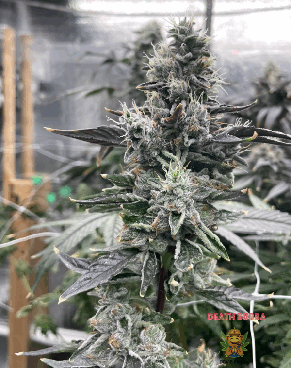 Death Bubba - Image 3