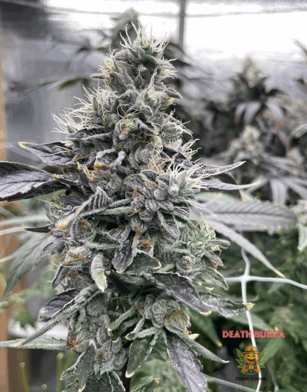 Death Bubba - Image 2