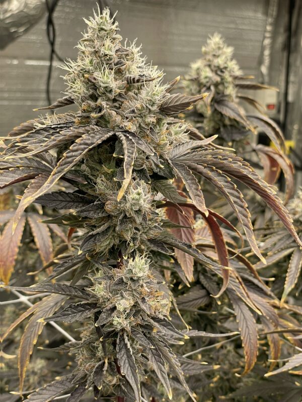 Death Bubba - Image 2