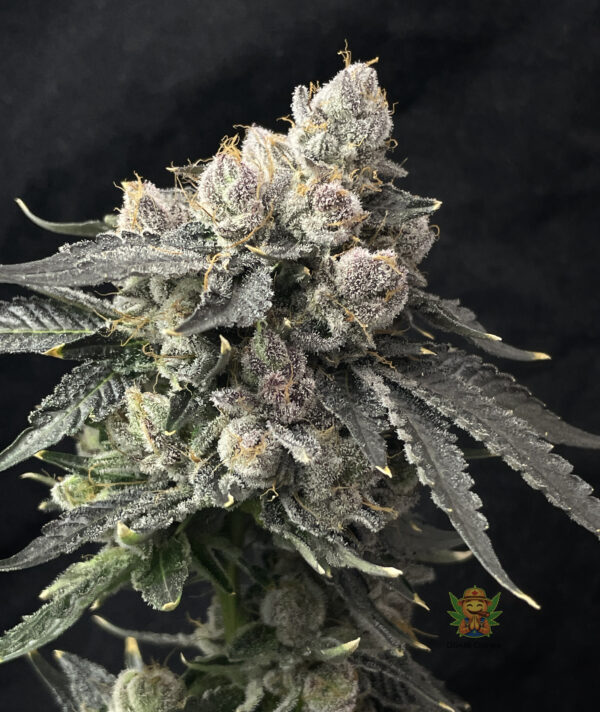 Next Level Kush - Image 3