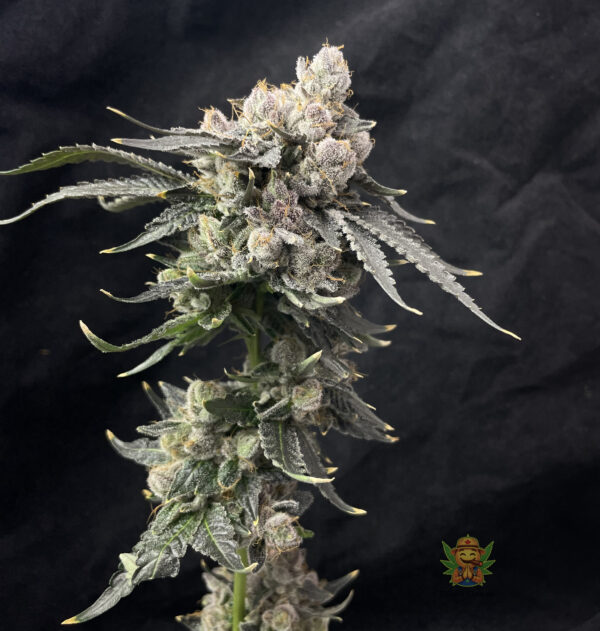 Next Level Kush - Image 2