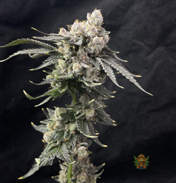 Next Level Kush - Image 4