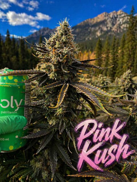 Pink Kush