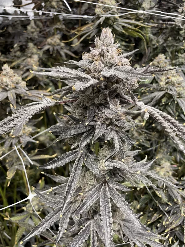 Runtz Royale - Image 4