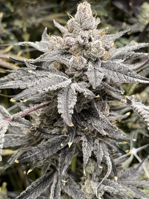 Runtz Royale - Image 5