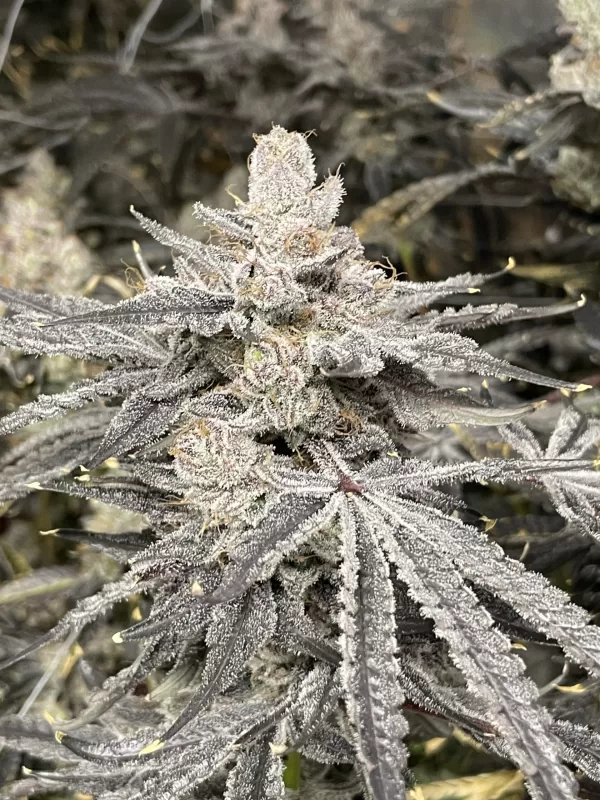 Runtz Royale - Image 6