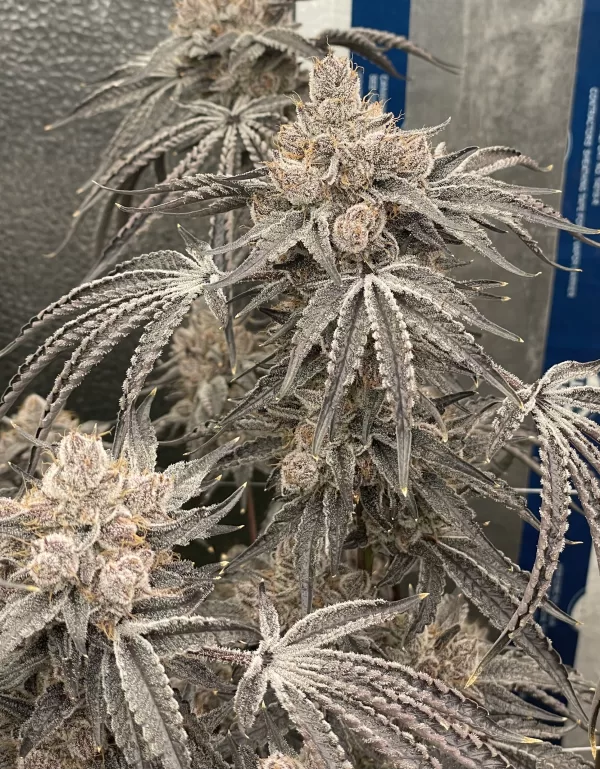 Runtz Royale - Image 3