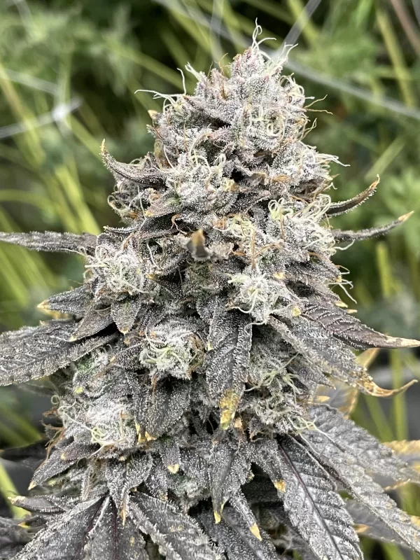 Truffle Monkey - Image 3