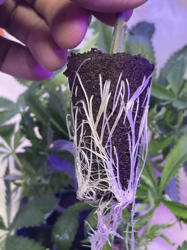 Truffle Monkey - Image 2