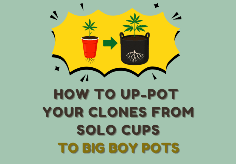 🥤👉🛢️ How to Up-Pot Clones from Solo Cups to 15–30 Gallon Pots (The Right Way)