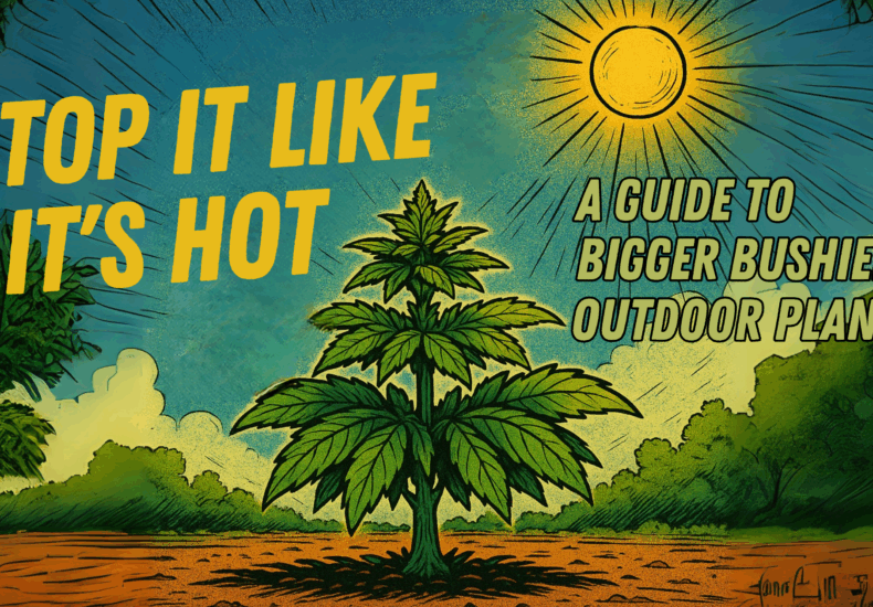 Top It Like It’s Hot: A Guide to Topping and Supporting Outdoor Cannabis 🌿