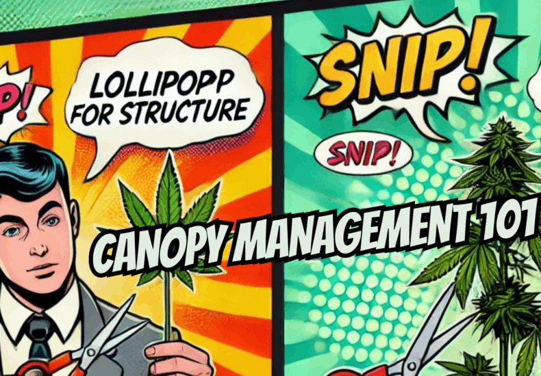 Canopy Management 101 – Lollipopping & Defoliation