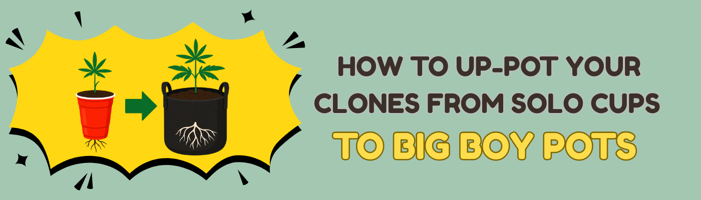 HOW TO UP-POT YOUR CLONES FROM SOLO CUPS TO BIG BOY POTS